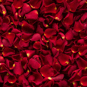 Romantic-red-freeze-dried-rose-petals-ANIMATION